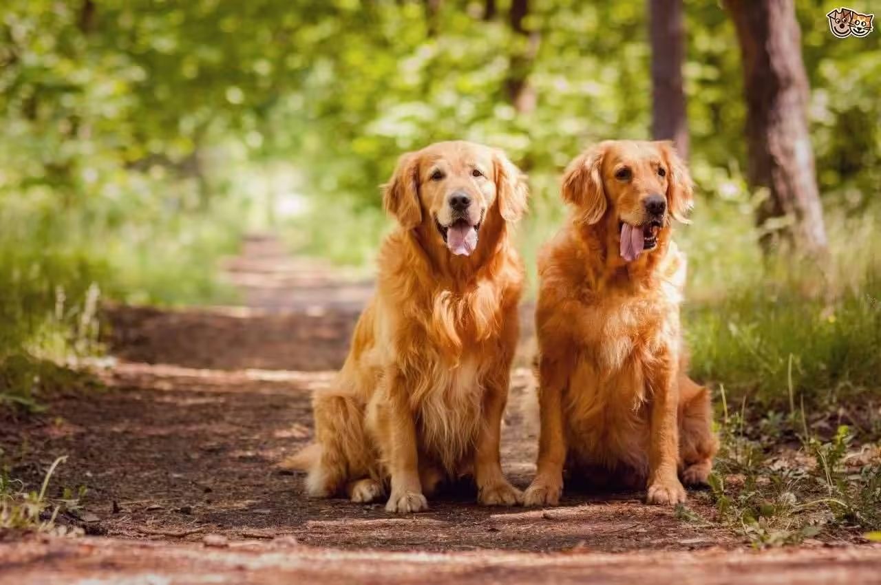 Woofland Είναι τα θηλυκά σκυλιά εξυπνότερα από τα αρσενικά Επιστήμη και ενημέρωση